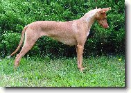 Pharaoh Hound