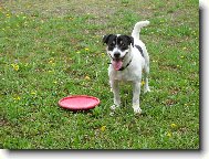 Jack Russell Terrier