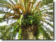 Phoenix canariensis