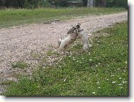 Jack Russell Terrier