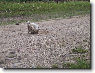 Jack Russell Terrier