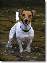 Jack Russell Terrier