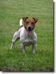 Jack Russell Terrier