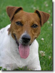 Jack Russell Terrier