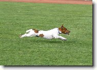 Jack Russell Terrier