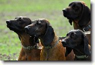 Bayriswcher Gebirgsschweisshund, Bavarian Mountain Scenthound