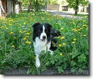 Border collie \\\\\(Dog standard\\\\\)