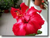 Hibiscus rosa-sinensis