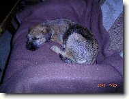 Border Terrier