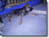 Border Terrier