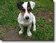 Jack Russell Terrier