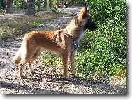 Belgian shepherd malinois \\\\\(Dog standard\\\\\)