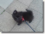 Deutscher spitz - Zwerspitz, German Spitz - Pomeranian