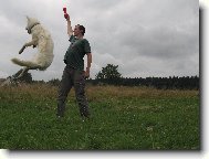 White swiss shepherd dog \\\\\(Dog standard\\\\\)