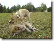 Labrador Retriever