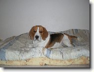 Beagle