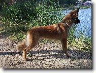 Belgian shepherd dog \\\\\(Dog standard\\\\\)