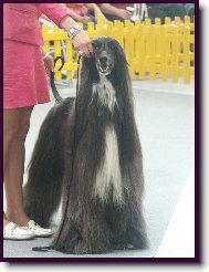 Afghan Hound