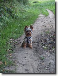 Jorkrsk terier, Yorkshire Terrier,