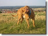 Dogue de Bordeaux