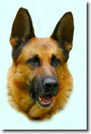 German Shepherd Dog