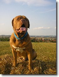 Dogue de Bordeaux