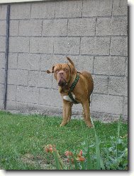 Dogue de Bordeaux