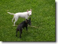 Bull Terrier