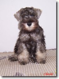 Miniature schnauzer \(Dog standard\)