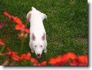 Bull Terrier