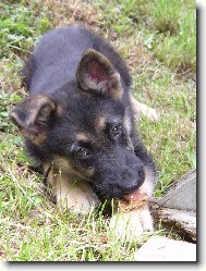 German Shepherd Dog