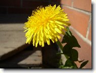 Taraxacum officinale