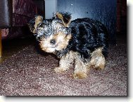 Jorkrsk terier, Yorkshire Terrier,