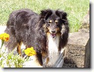 Shetland Sheepdog