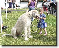 Irish Wolfhound