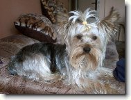 Jorkrsk terier, Yorkshire Terrier,