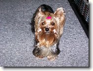 Jorkrsk terier, Yorkshire Terrier,