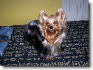 Jorkrsk terier, Yorkshire Terrier,