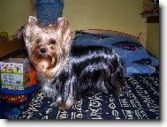 Jorkrsk terier, Yorkshire Terrier,