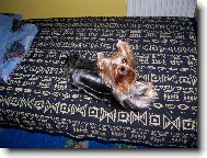 Jorkrsk terier, Yorkshire Terrier,