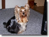 Jorkrsk terier, Yorkshire Terrier,