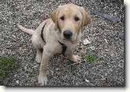 Labrador Retriever