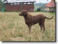 Chesapeake Bay Retriever