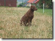 Chesapeake Bay Retriever