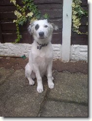 Border Collie