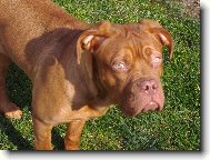 Dogue de Bordeaux