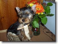 Jorkrsk terier, Yorkshire Terrier,