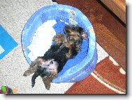 Jorkrsk terier, Yorkshire Terrier,