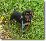 Beagle Harrier