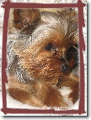 Jorkrsk terier, Yorkshire Terrier,